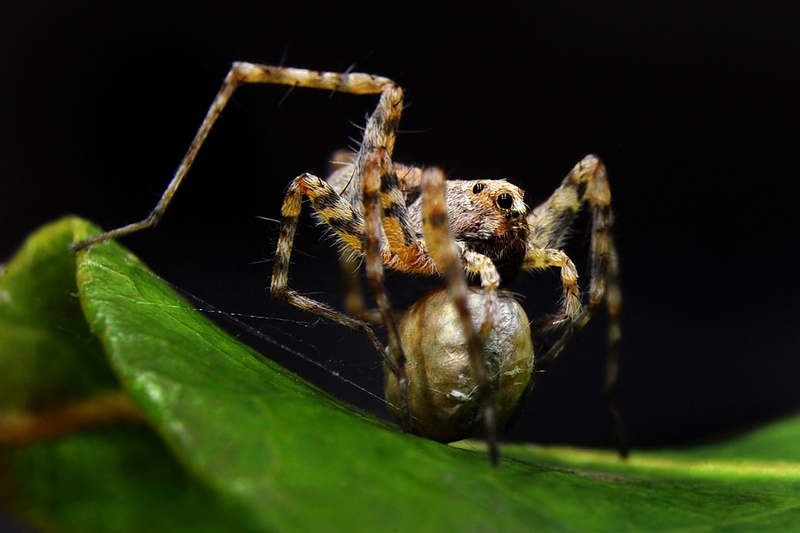 325 - INCUBATION - KOH WEE HUEI - malaysia.jpg